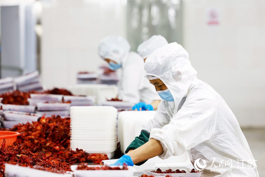 工人正在將加工后的小龍蝦擺放入盤。許昌亮攝