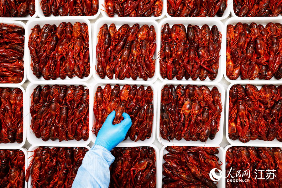 工人正在將加工后的小龍蝦擺放入盤。許昌亮攝