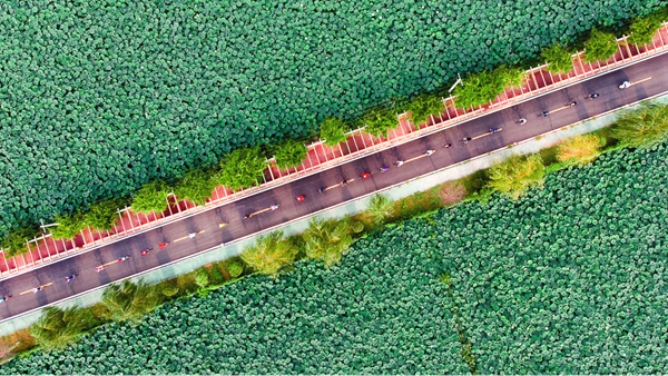 侍莊街道瓦房荷。灌云縣委宣傳部供圖