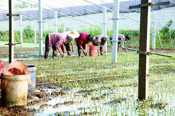 南崗鎮(zhèn)蘆蒿產(chǎn)業(yè)基地。灌云縣委宣傳部供圖