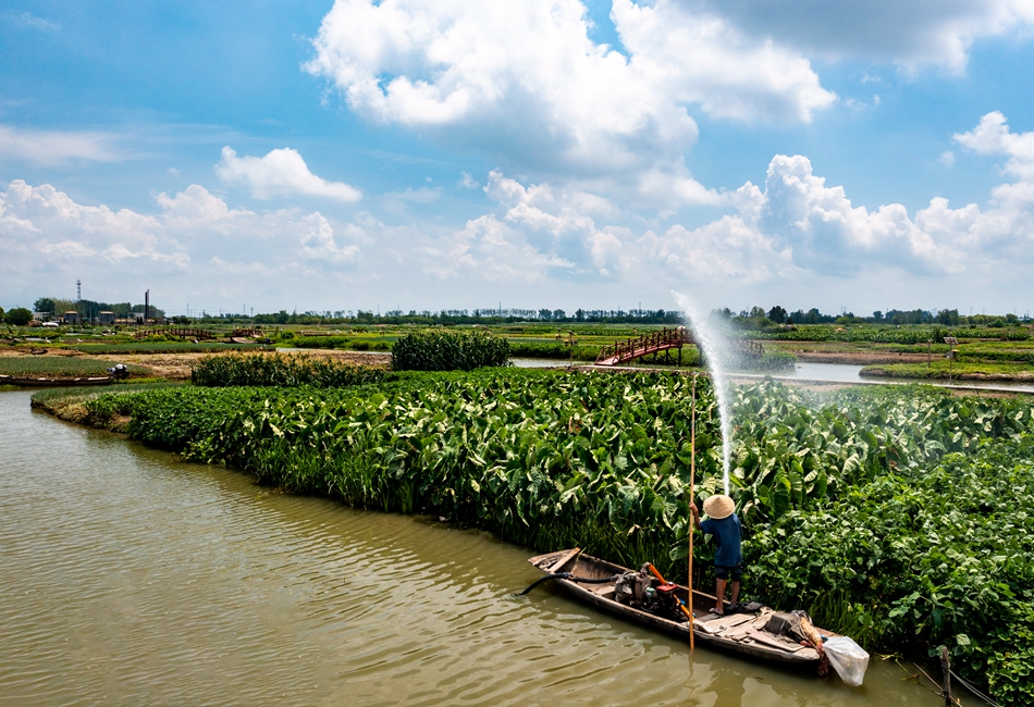 村民在給垛田芋頭澆水。周社根攝