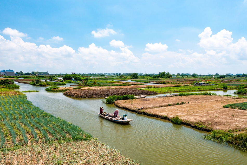 村民在垛田完成勞作乘船返回。周社根攝