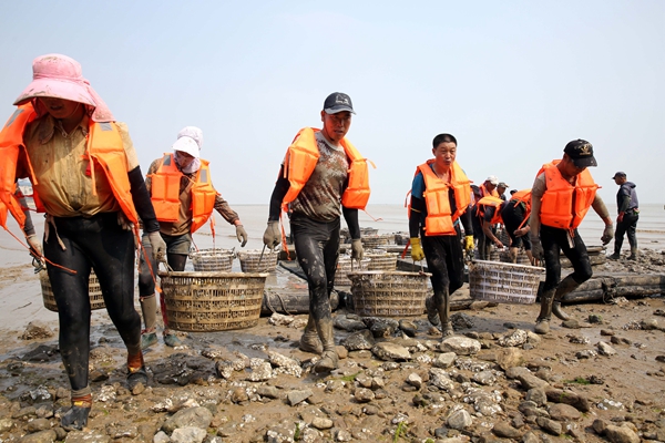 1、近日，村民張永輝的雙頭蟶養(yǎng)殖喜獲豐收，上岸便銷售一空。朱華南 攝