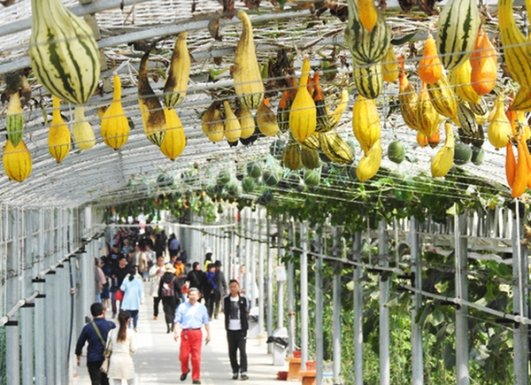 特色產(chǎn)業(yè)“領跑”致富路。耿玉和攝