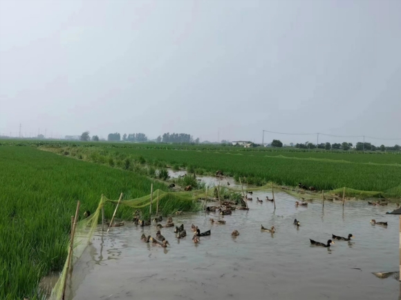 興化荻垛鎮(zhèn)推廣的“稻鴨萍共作”模式。 興化市委宣傳部供圖