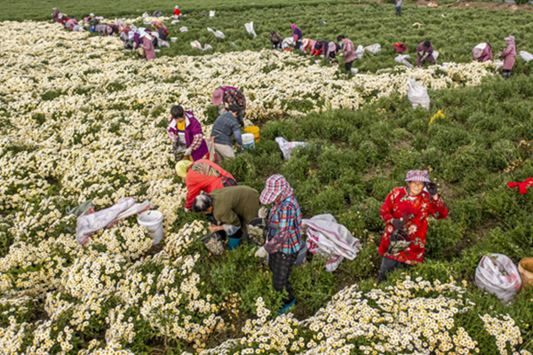 在鹽城中行的助力下，鹽城洋馬菊花喜獲豐收。中行鹽城分行供圖