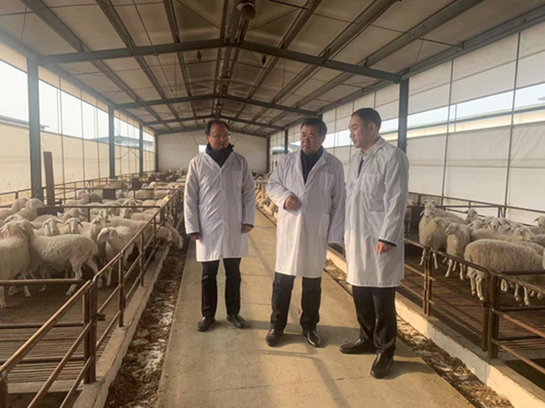 鹽城中行客戶經(jīng)理走訪國家級重點農(nóng)業(yè)龍頭企業(yè)實地調(diào)研湖羊養(yǎng)殖情況。中行鹽城分行供圖