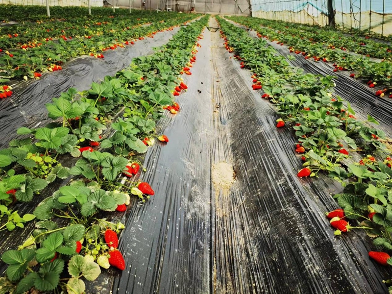 圖為東?？h一草莓養(yǎng)殖大棚。東海縣委宣傳部供圖
