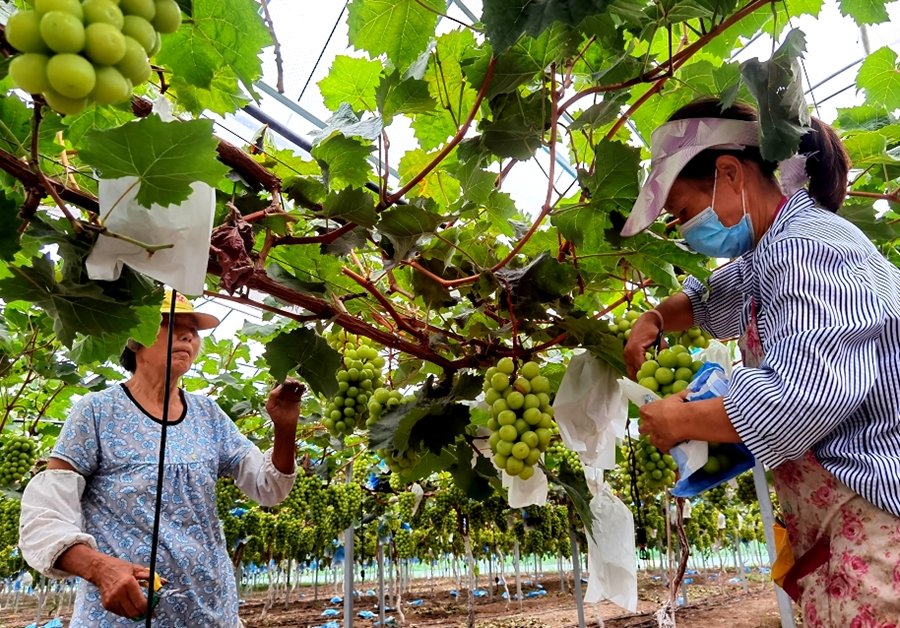 工人正在采摘。孫蓀攝