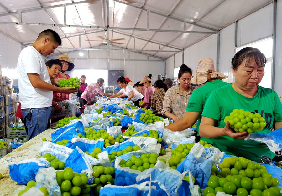 工人正在分揀包裝。孫蓀攝