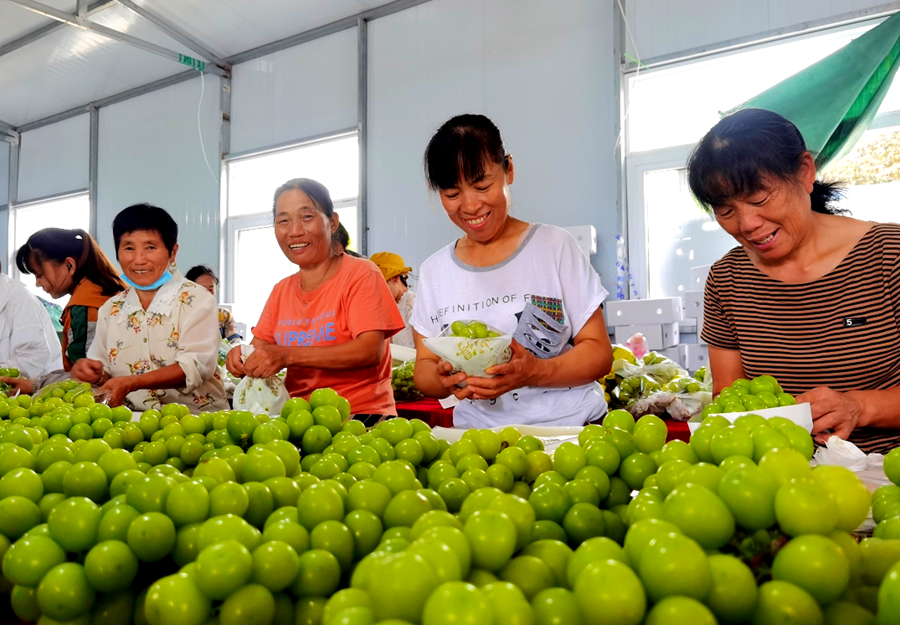 果園用工主要來自當(dāng)?shù)剞r(nóng)民。陳誠攝