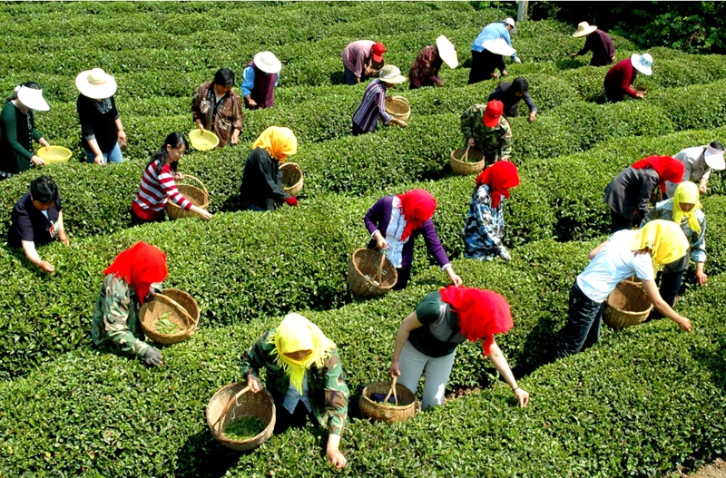 大竹園村春季采茶場景。連云區(qū)委宣傳部供圖