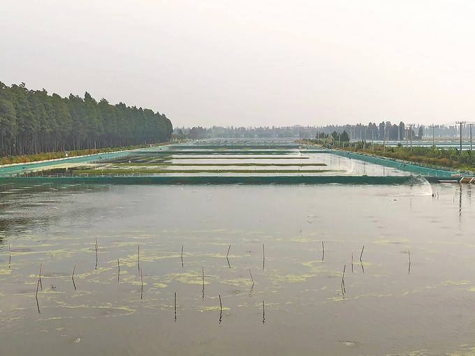 高淳養(yǎng)殖戶塘口開機增氧。 丁蔚文 攝