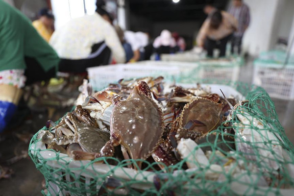 國家地理標(biāo)志“贛榆梭子蟹”。贛榆區(qū)委宣傳部供圖(1)