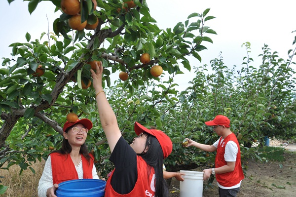 志愿者在恒北梨園搶摘黃花梨。鹽城煙草供圖