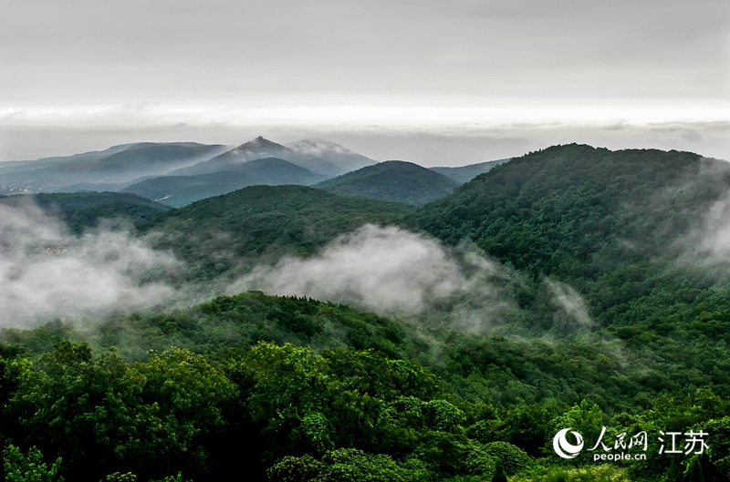 老山森林覆蓋率超過80%。浦軒攝