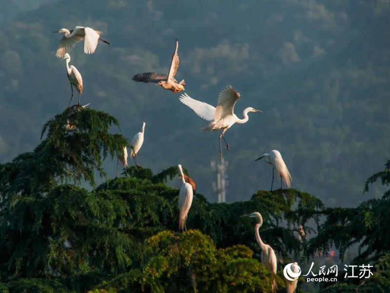 老山自然資源、動植物資源豐富。浦軒攝
