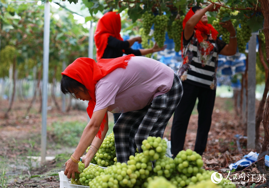 當?shù)卮迕裾诓烧咸选Ｊ返乐菙z