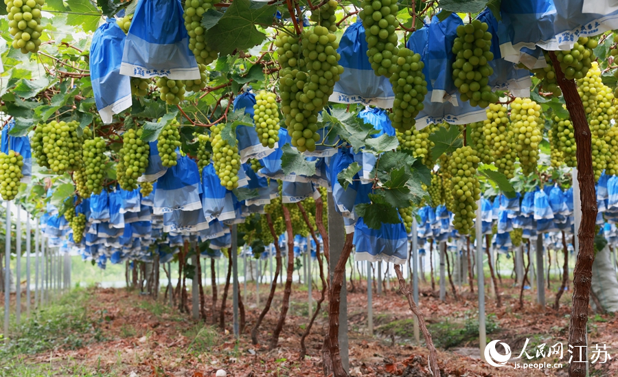 葡萄架上一串串綠寶石般的果實(shí)掛滿(mǎn)了枝頭，沉甸甸地往下墜。史道智攝