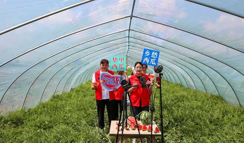 村干部在大棚內(nèi)直播銷售西瓜。金響龍攝