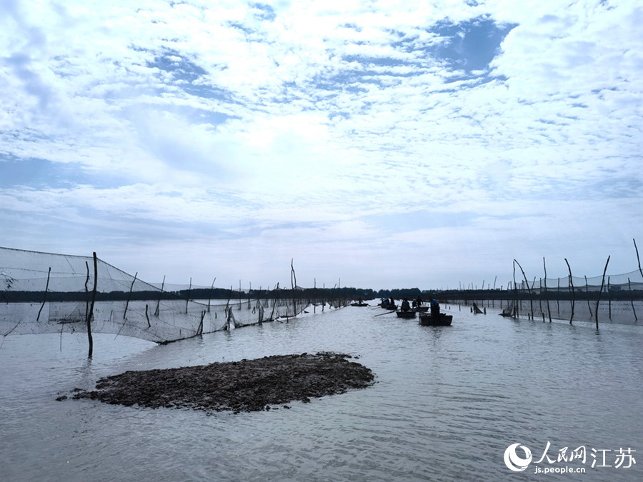淮安洪澤湖大閘蟹正式開捕。人民網(wǎng) 馬曉波攝