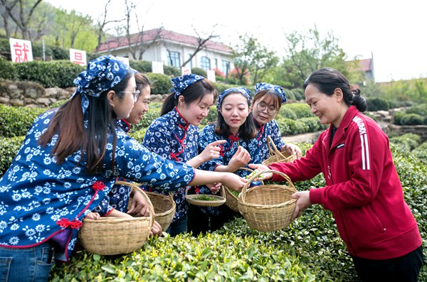 與農(nóng)戶同吃同住同勞動(dòng)，感受茶鄉(xiāng)文化。王浩敏攝