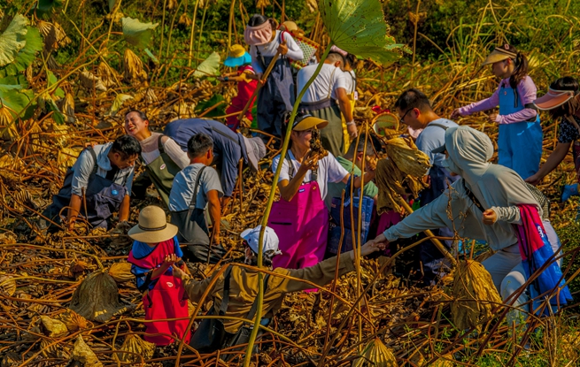 鄉(xiāng)村游，農(nóng)旅研學(xué)成熱點。浦口區(qū)文旅局供圖