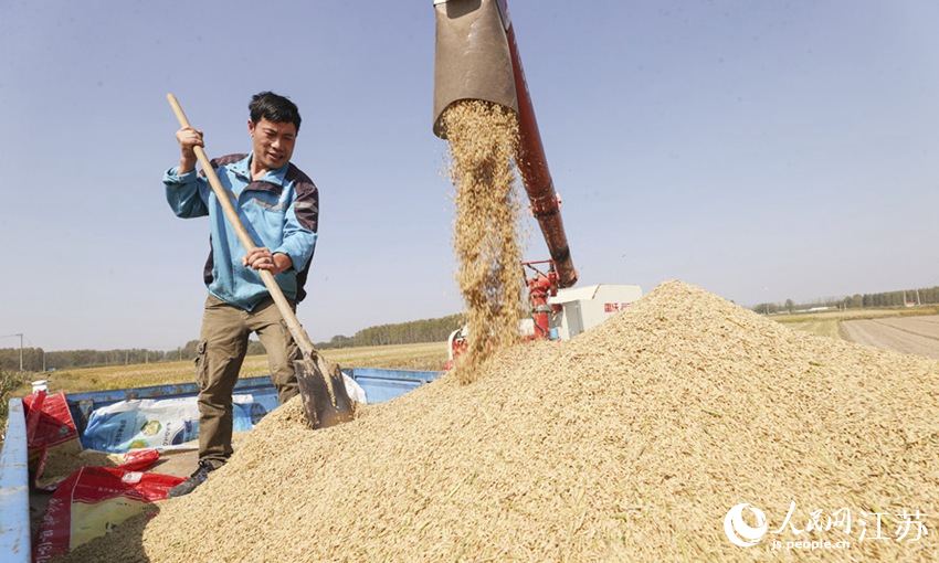 村民將水稻裝車。司偉攝