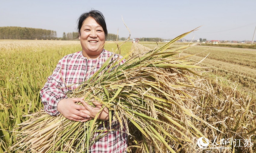 農(nóng)民懷里抱著剛收割的水稻。司偉攝