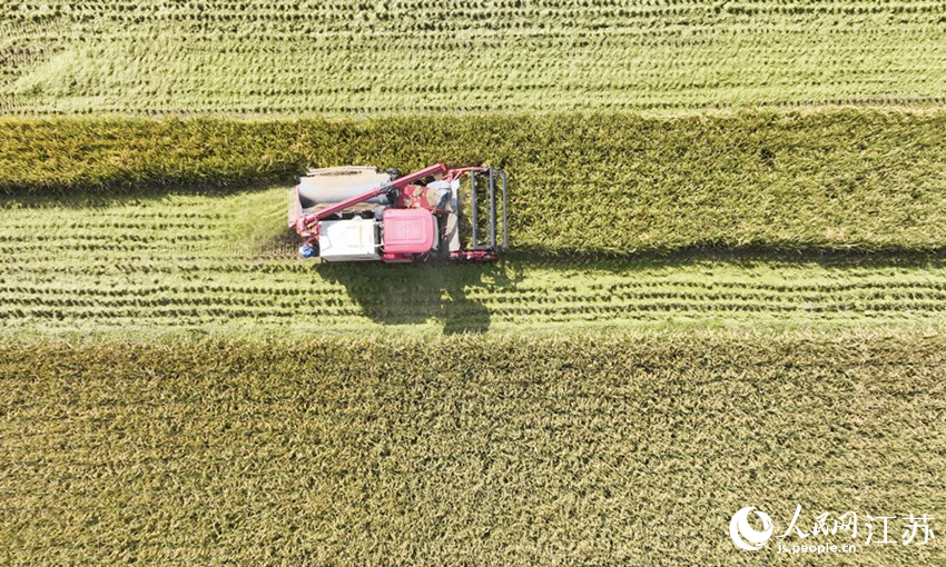 收割機(jī)正在收割水稻。司偉攝