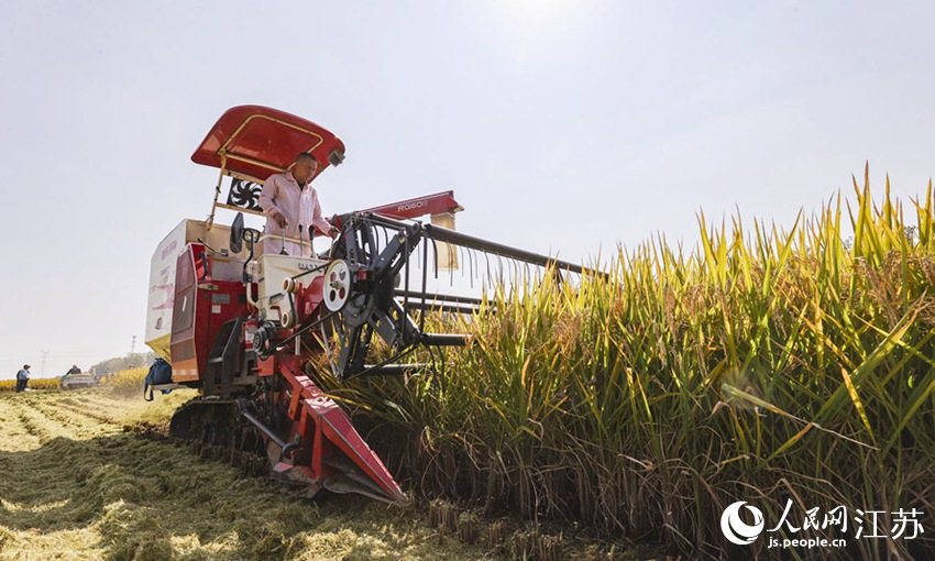 收割機(jī)正在收割水稻。司偉攝