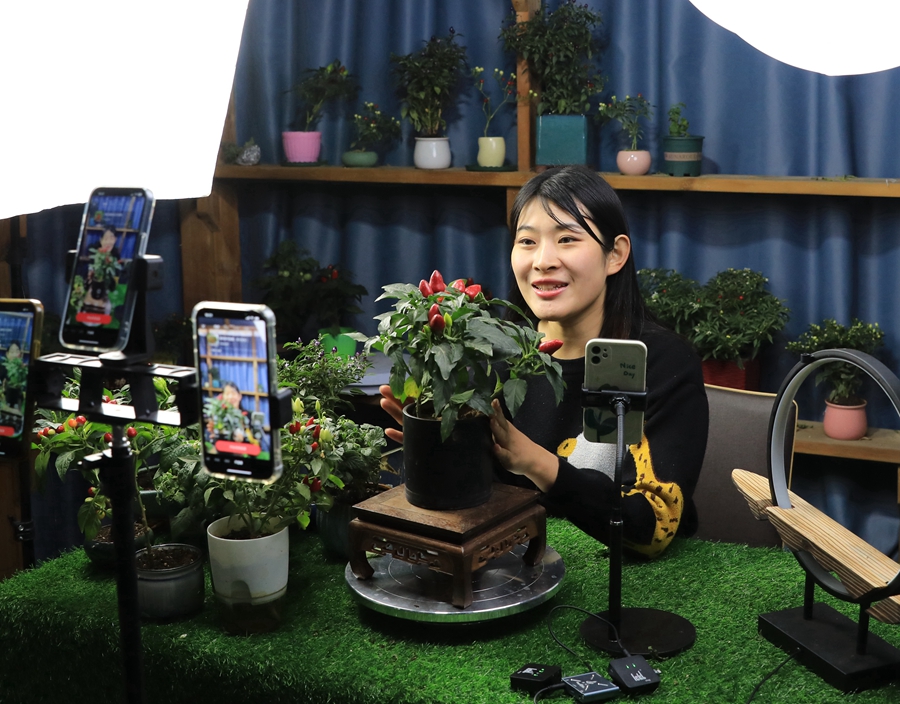 花農(nóng)在直播銷售蔬菜盆景。丁華明攝