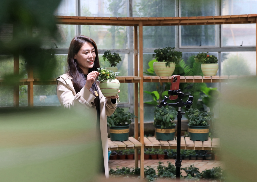 花農(nóng)通過(guò)線上銷(xiāo)售的方式推銷(xiāo)蔬菜盆景。丁華明攝