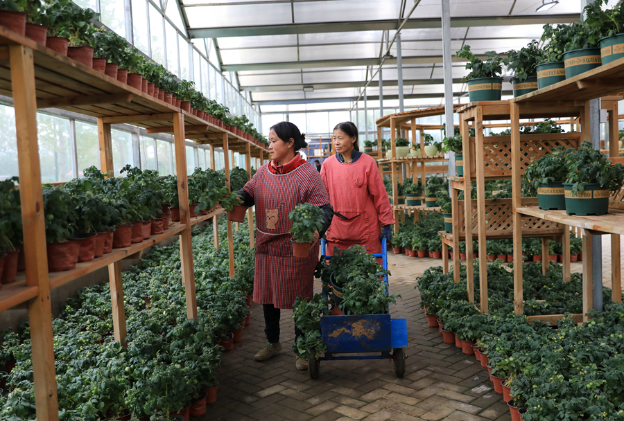 沙河村年培育蔬菜盆景苗百萬株，年產(chǎn)值達(dá)1000萬元。丁華明攝