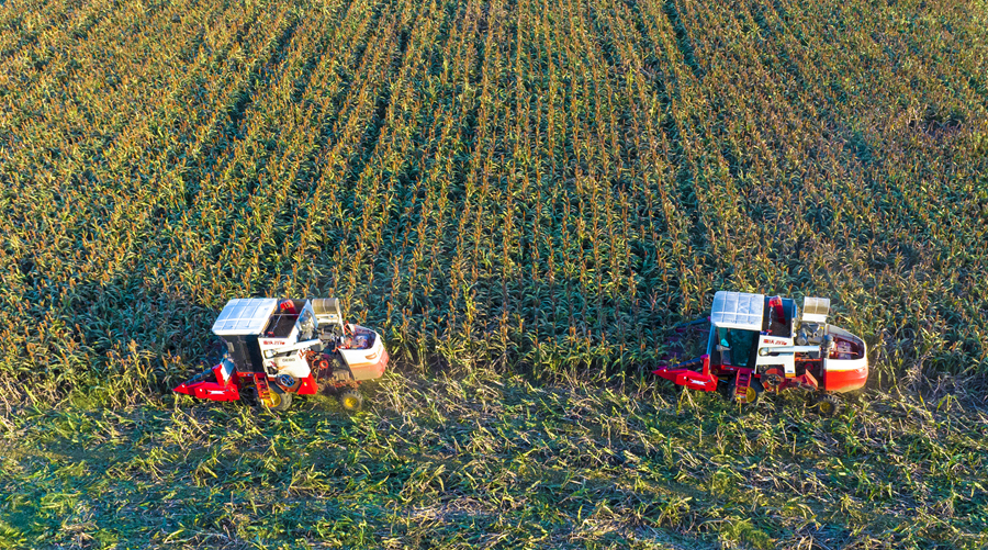 雙溝鎮(zhèn)紅高粱成熟，當(dāng)?shù)胤N植大戶抓住晴好天氣組織搶收。張連華攝