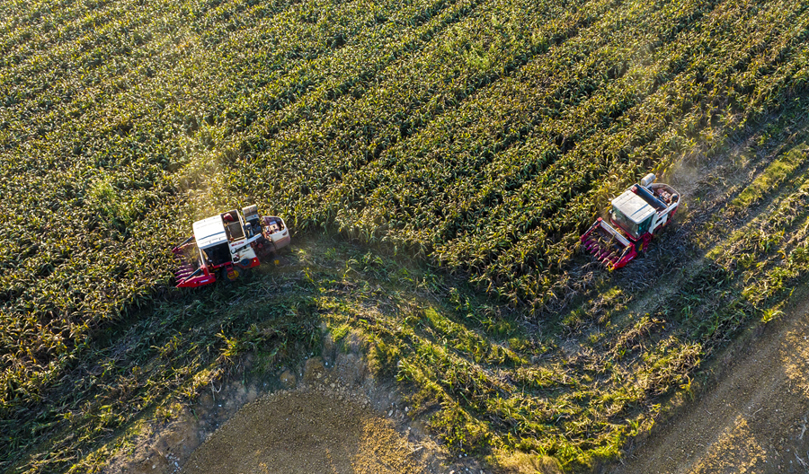 雙溝鎮(zhèn)紅高粱成熟，當?shù)胤N植大戶抓住晴好天氣組織搶收。張連華攝