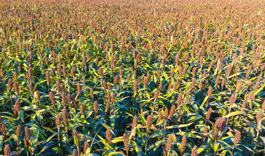 紅燦燦的高粱俏立枝頭，穗粒飽滿。張連華攝