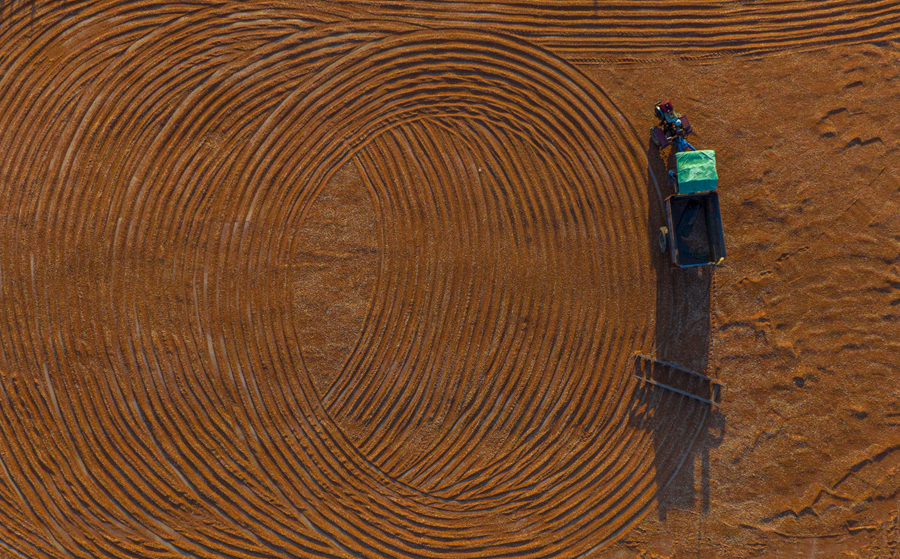 當(dāng)?shù)剞r(nóng)戶晾曬收割后的紅高粱。張連華攝