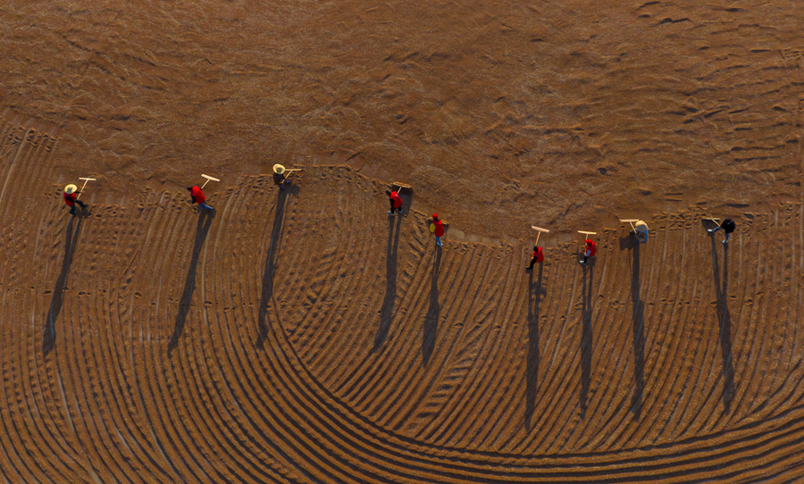 當(dāng)?shù)剞r(nóng)戶和志愿者晾曬收割后的紅高粱。張連華攝