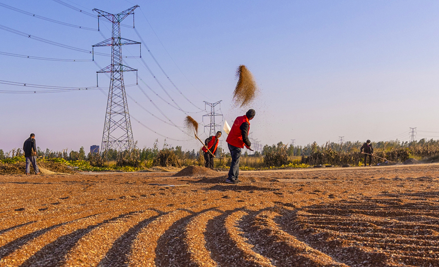 黨員志愿者幫助種植大戶翻曬紅高粱。張連華攝