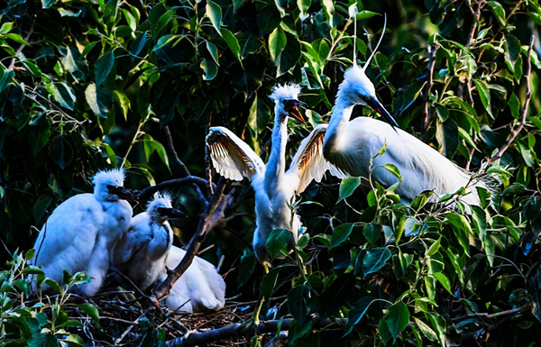伊蘆山山林成了鷺鳥的“天堂”。灌云縣委宣傳部供圖