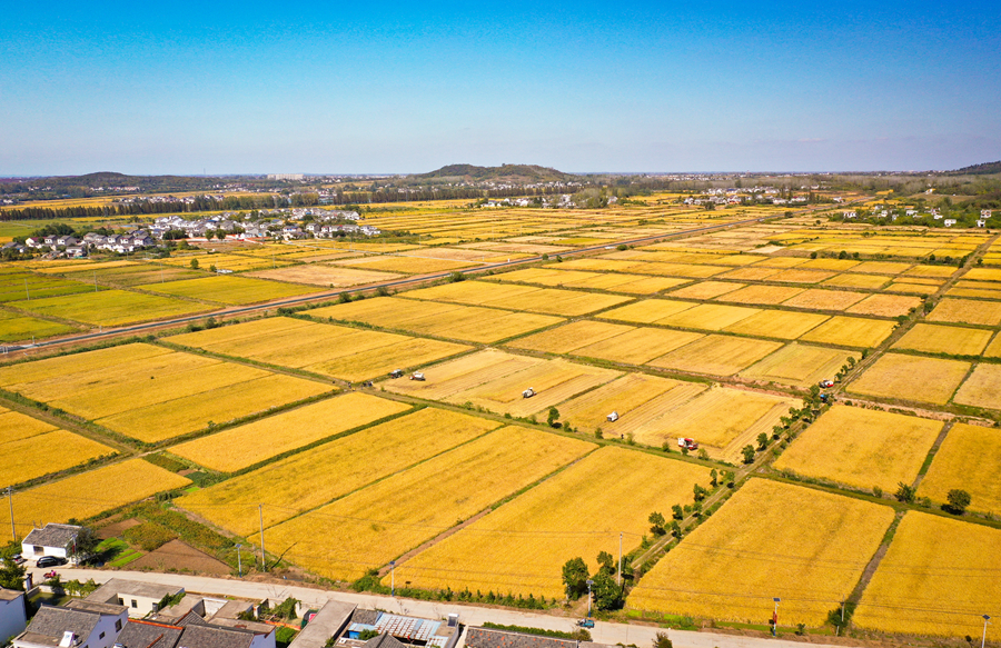 南京六合稻田里一片金黃，“豐”景美如畫。杜森攝