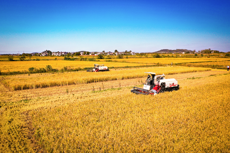 種糧大戶(hù)操作機(jī)械收割水稻。杜森攝