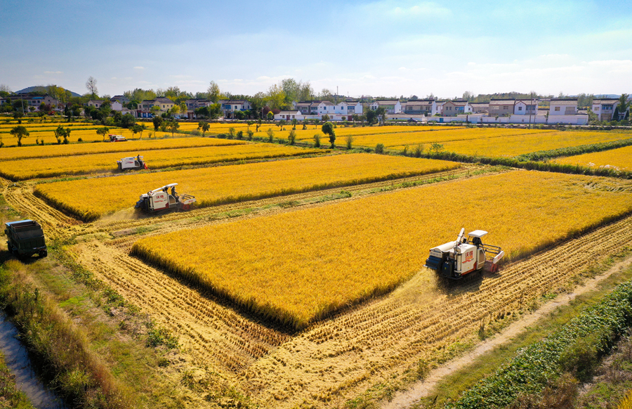 機(jī)器收割后秸稈也被粉碎。杜森攝