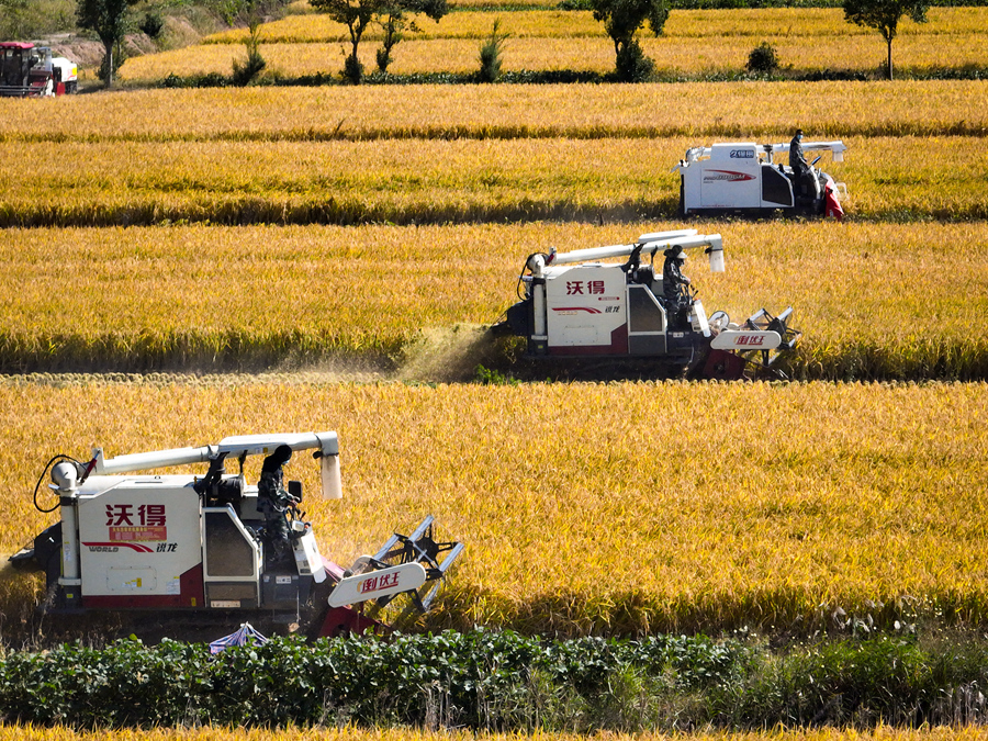 收割機(jī)在稻田里來(lái)回穿梭。杜森攝