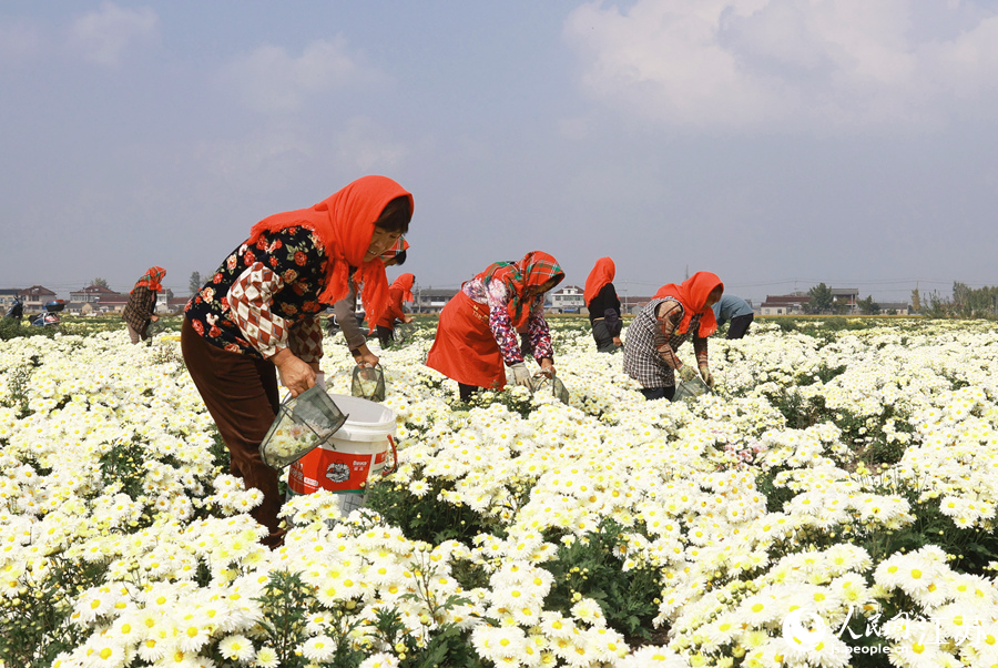 大營鎮(zhèn)洋子村農(nóng)民釆摘白香菊。史道智攝