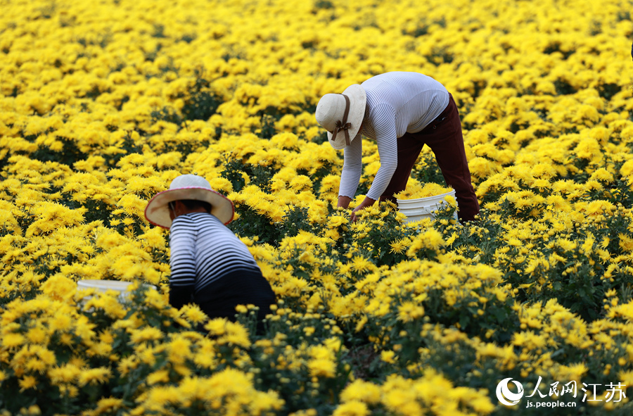 大營鎮(zhèn)大營村農民采摘金絲皇菊。史道智攝