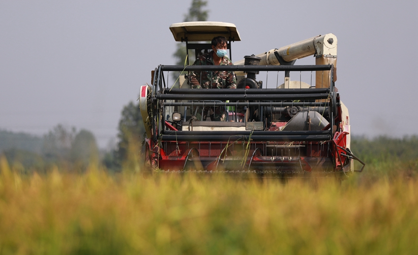 連日來，鎮(zhèn)江句容市的農(nóng)戶們搶抓晴好天氣收割水稻。楊志國攝