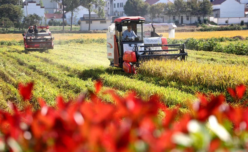 南京市高淳區(qū)椏溪街道瑤宕村農(nóng)民收割忙。高曉平攝