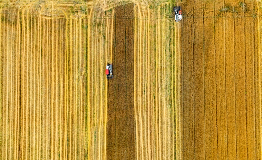 無錫市錫山區(qū)東港鎮(zhèn)港南村北古莊連片的1500畝高標(biāo)準(zhǔn)農(nóng)田迎來豐收。陸俊攝